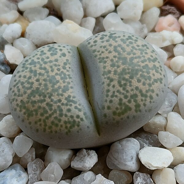 Lithops terricolor 'peersii' C254