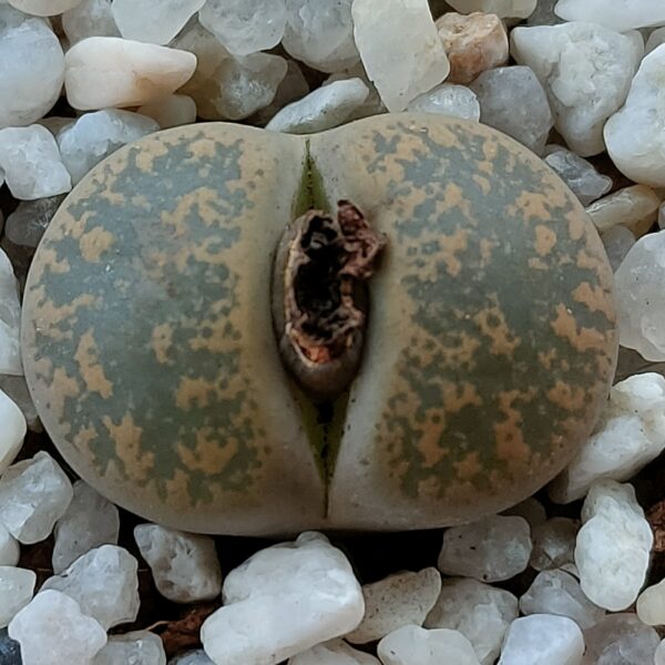 Lithops lesliei var. minor C006