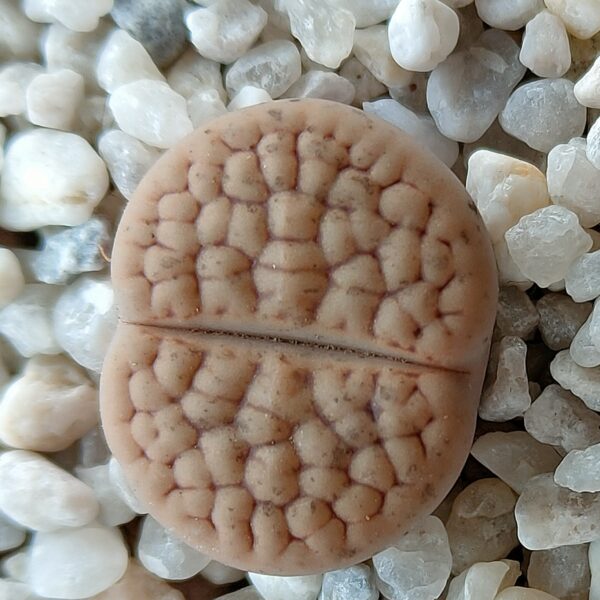 Lithops hookeri var. lutea C038