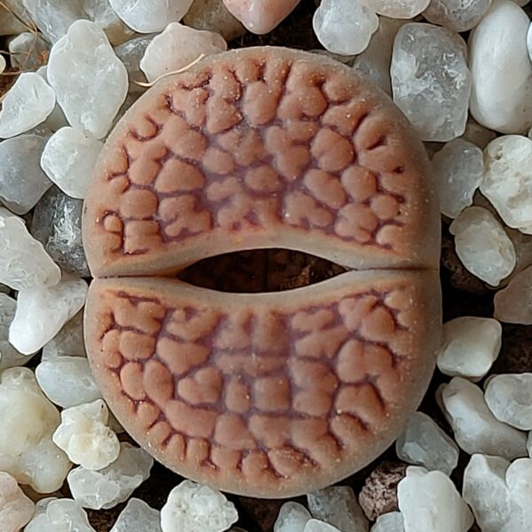 Lithops hookeri (forma vermiculada) ex C336