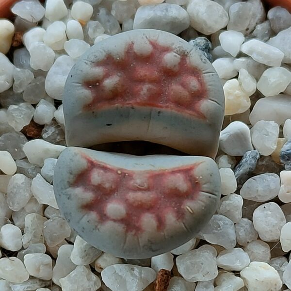 Lithops karasmontana var. lateritia
