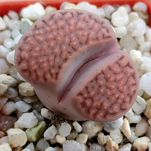 Lithops hallii 'Purple'