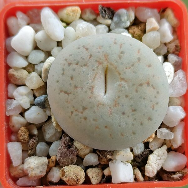 Lithops steineckeana ex C388