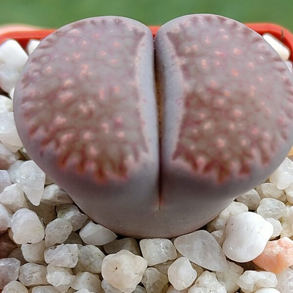 Lithops salicola 'Sato's Violet'