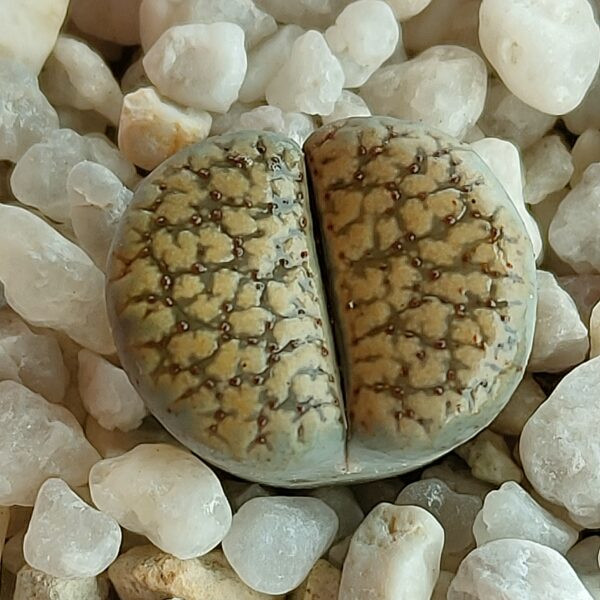 Lithops verruculosa 'Rose of Texas'