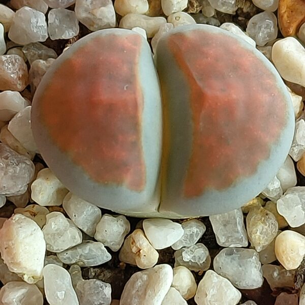 Lithops karasmontana ‘Blood red’