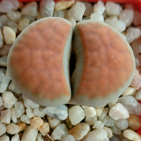 Lithops karasmontana v. aiaisensis ' 'Orange'