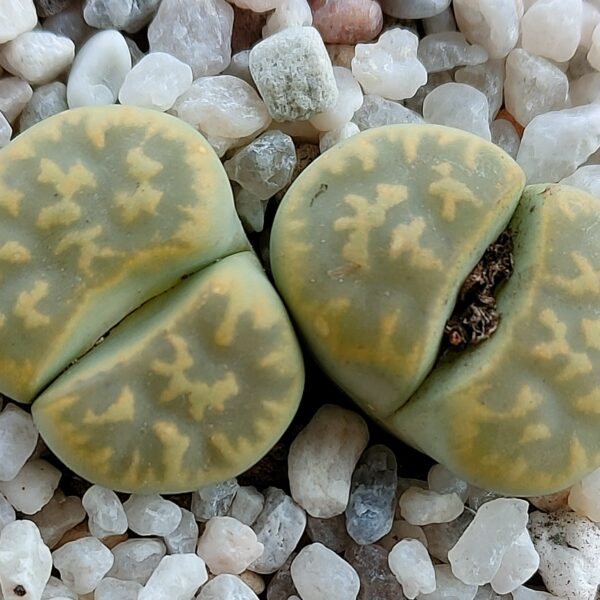 Lithops karasmontana 'Lerichegreen'