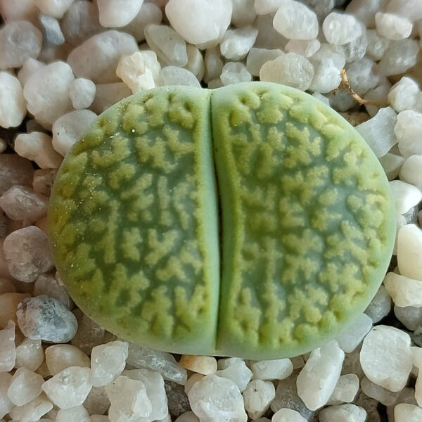 Lithops hookeri var. dabneri  ‘Annarosa’