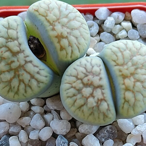 Lithops schwantesii 'Nutwerk'
