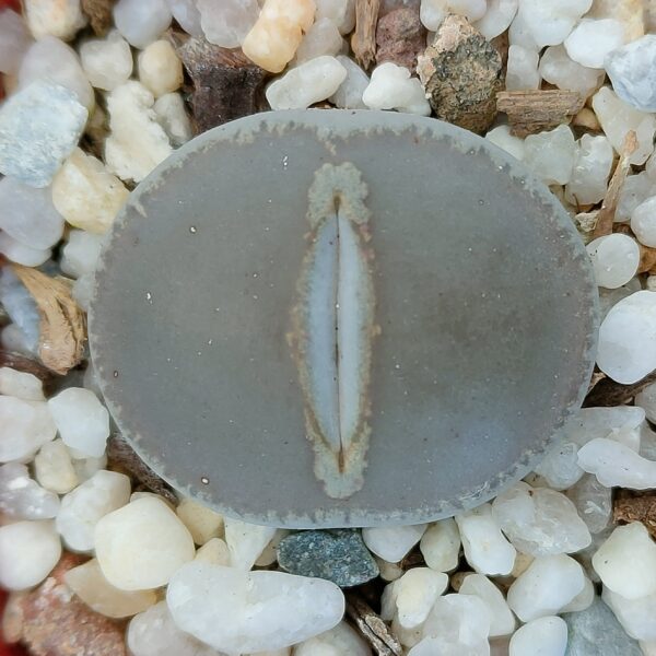 Lithops lesliei venteri 'Black Top' ex Shimada
