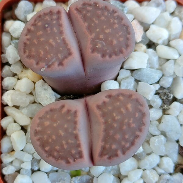 Lithops hallii 'Purple' 