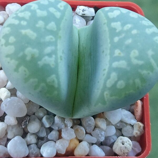 Lithops marmorata 'Polepsky Smeragd'