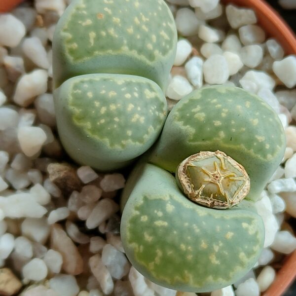 Lithops salicola 'Malachite' ex C351A