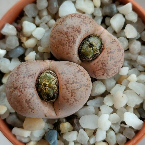 Lithops coleorum ex C396