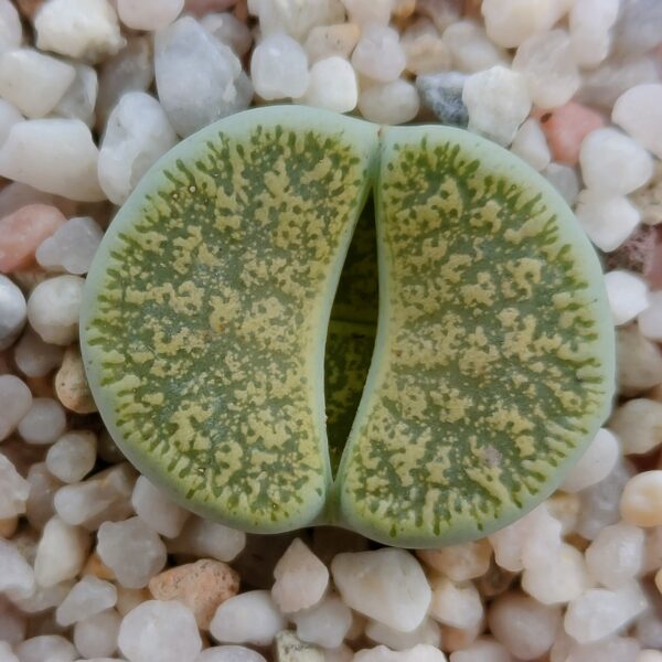 Lithops lesliei var. venteri 'Ventergreen' C001A.