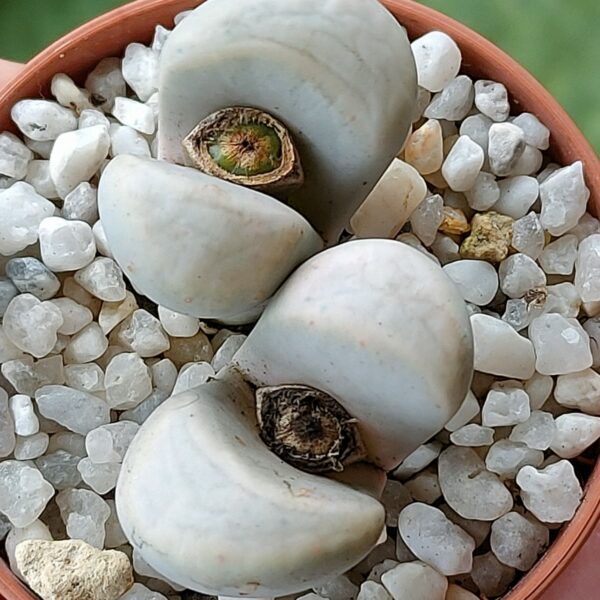 Lithops meyeri ex C272