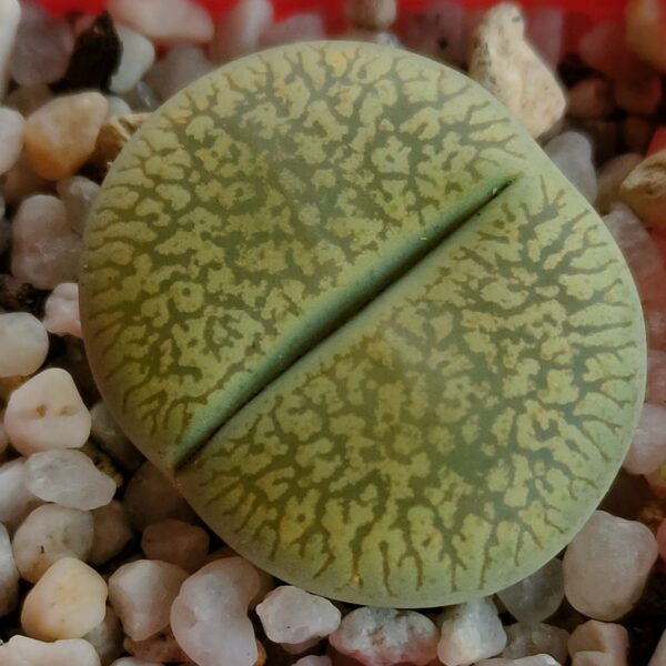 Lithops 'Gariep Juweel'
