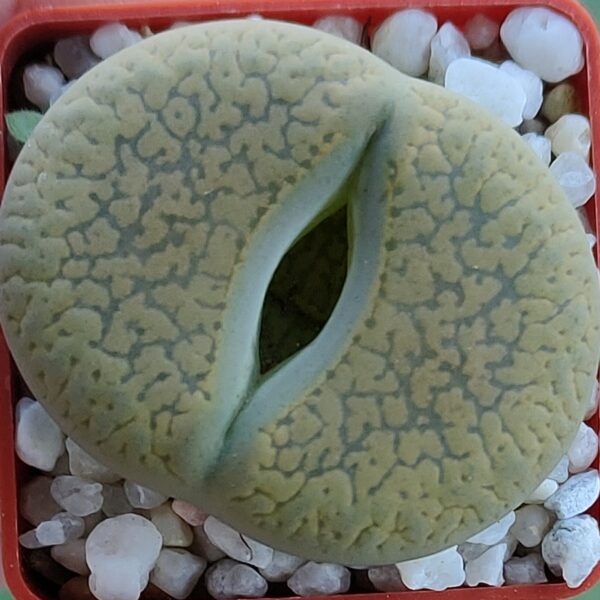 Lithops aucampiae 'Betty's Beryl' C389.