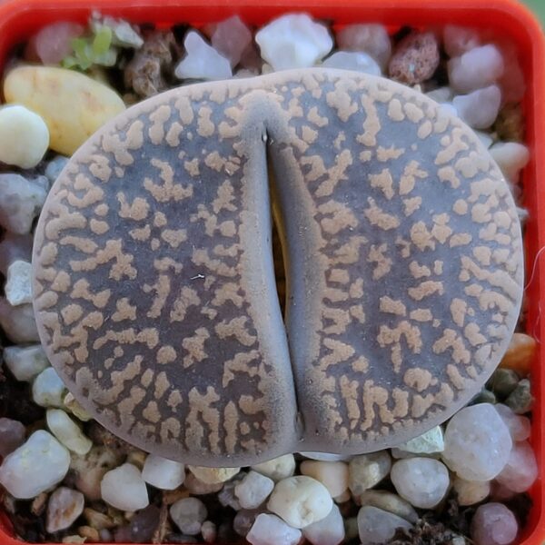 Lithops aucampiae 'Mangans' ex Shimada