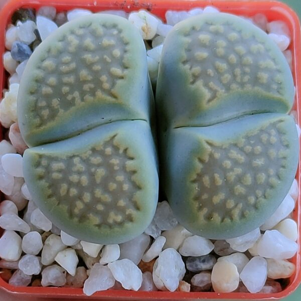 Lithops hallii 'Sakkie's Green'