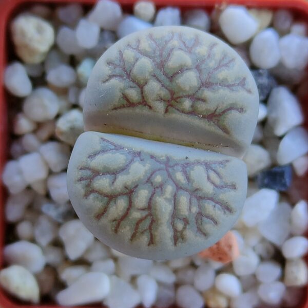 Lithops julii 'Kikukaseki' ex Shimada.