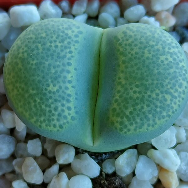 Lithops terricolor 'Green sandpoort'
