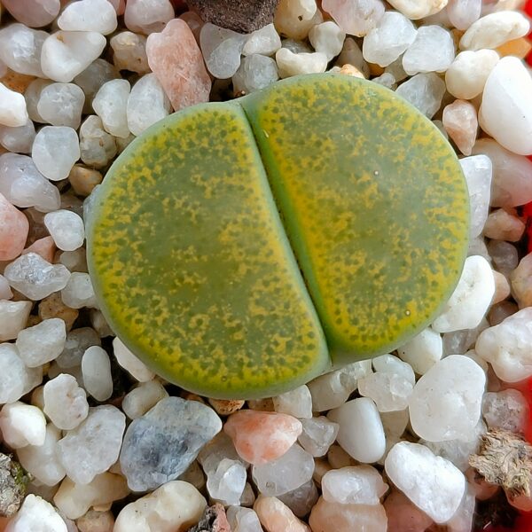 Lithops lesliei 'Storm's Albinigold' C036B