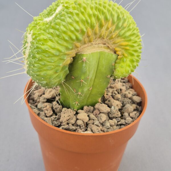 Mammillaria ‘Un Pico’ cristata