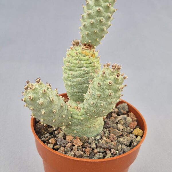 Tephrocactus articulatus var. Strobiliformis