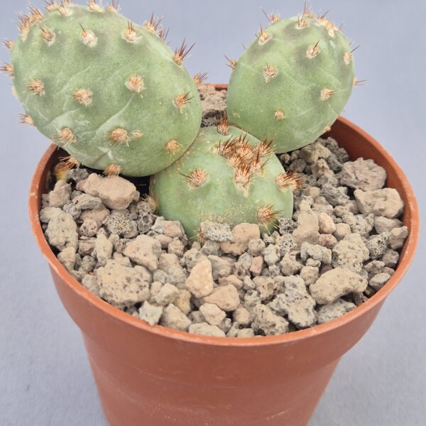 Opuntia fragilis var. Denudata
