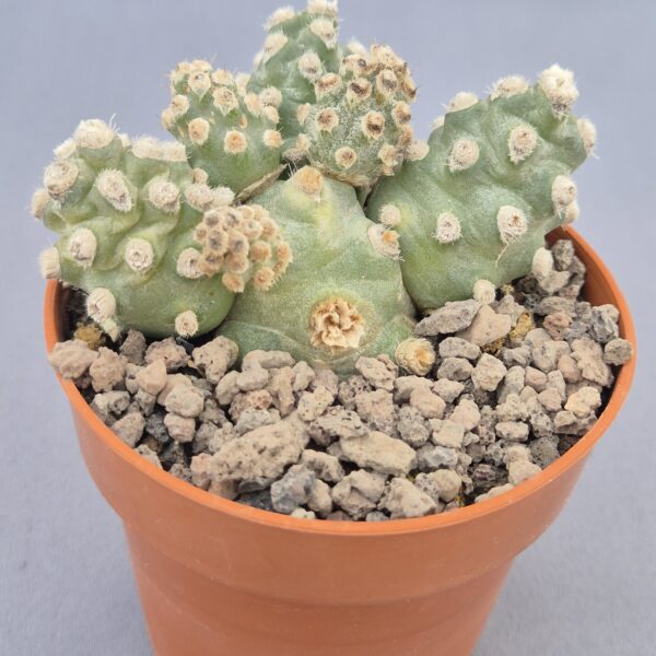 Tephrocactus molinensis
