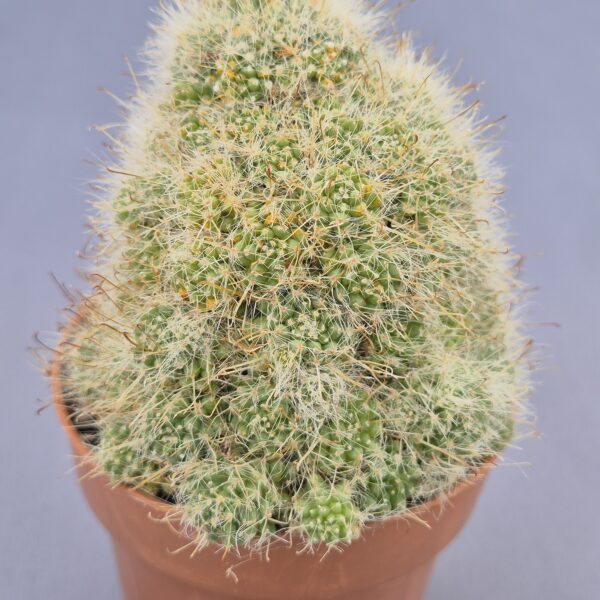 Mammillaria panteri monstruosa cv. Longispina
