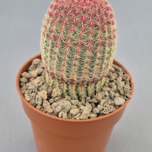 Echinocereus rigidissimus subsp. rubispinus,