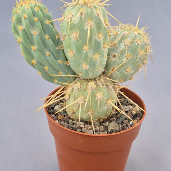 Miqueliopuntia miquelii