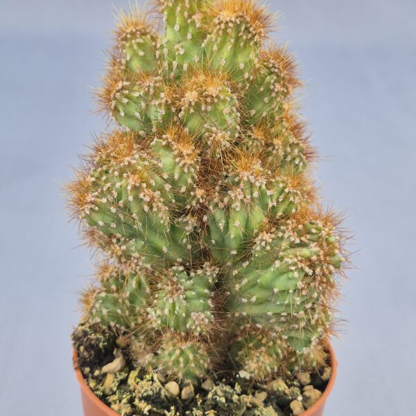 Cereus jamacaru monstruoso