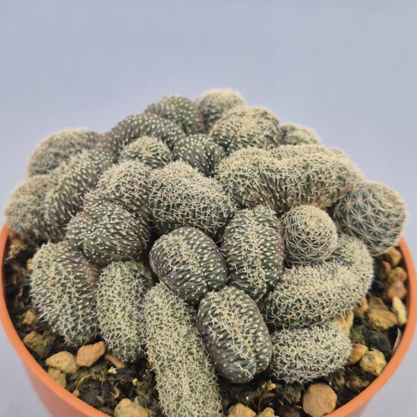 Lobivia densispina f. cristata