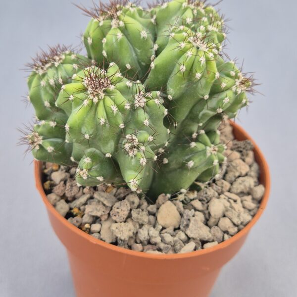 Cereus peruvianus monstruoso