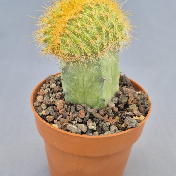 Cleistocactus winteri cristata