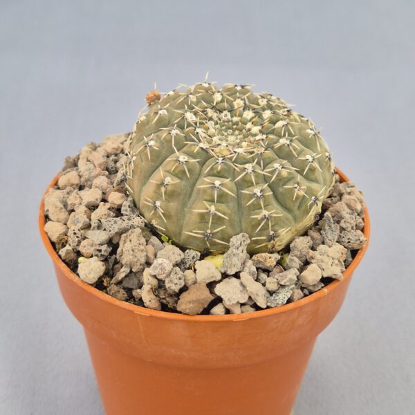 Gymnocalycium quehlianum var. stellatum.