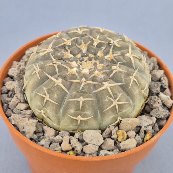Gymnocalycium asterium paucispinus