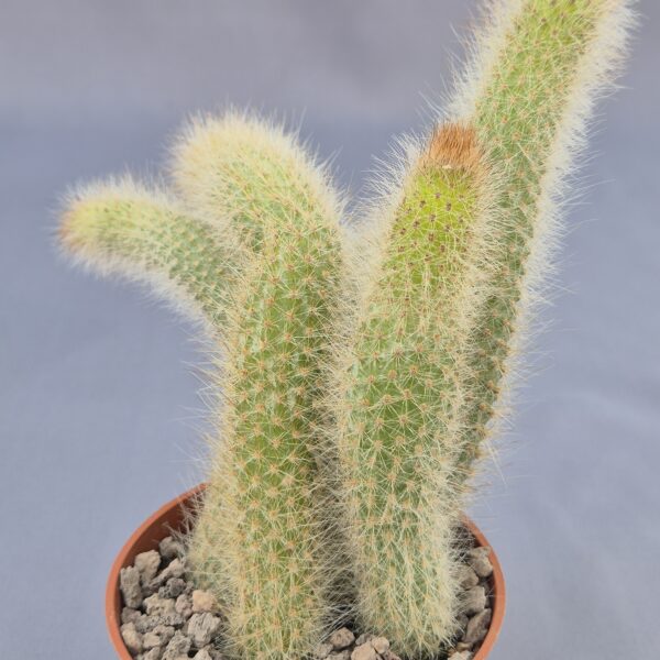 Cleistocactus colademononis