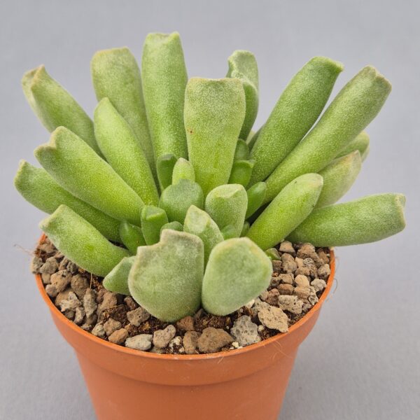 Adromischus cristatus var. schoenlandii.