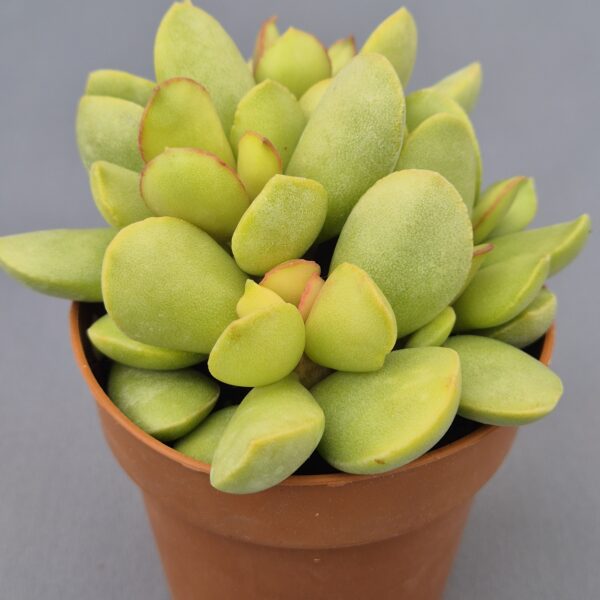 Adromischus blosianus