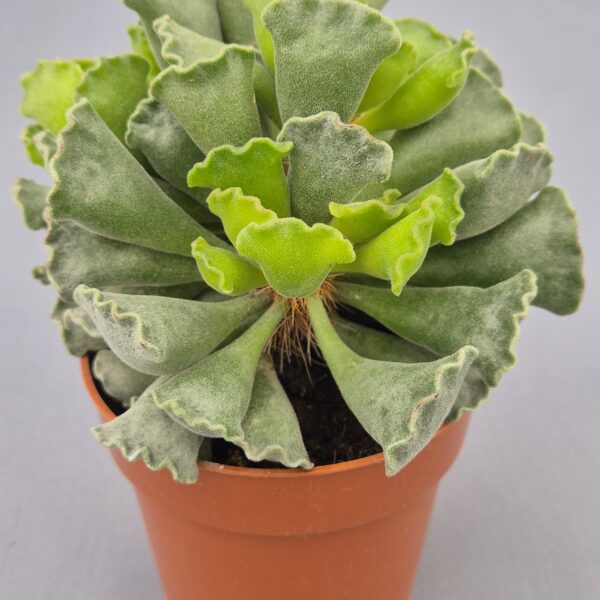 Adromischus cristatus