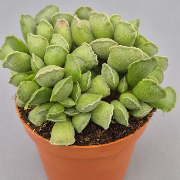 Adromischus cristatus