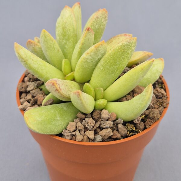 Adromischus filicaulis