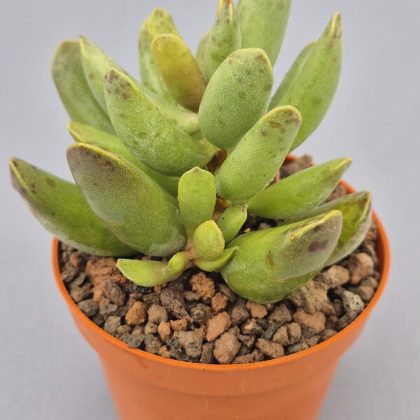 Adromischus hummel's híbrido