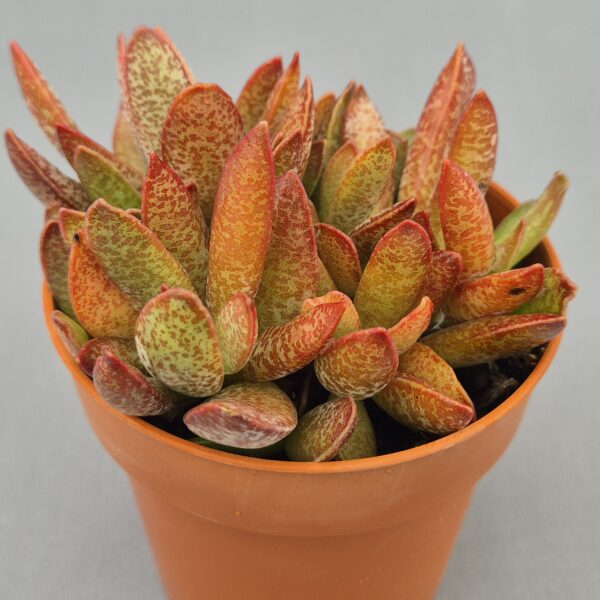 Adromischus Trigynus ‘Calico-Hearts’