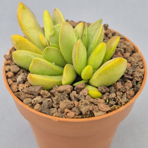 Adromischus umbraticola